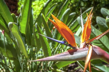 Conception Bahçe, jardin la concepcion Malaga (İspanya) 