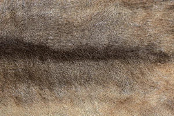 纹理的狼毛皮背景 — 图库照片