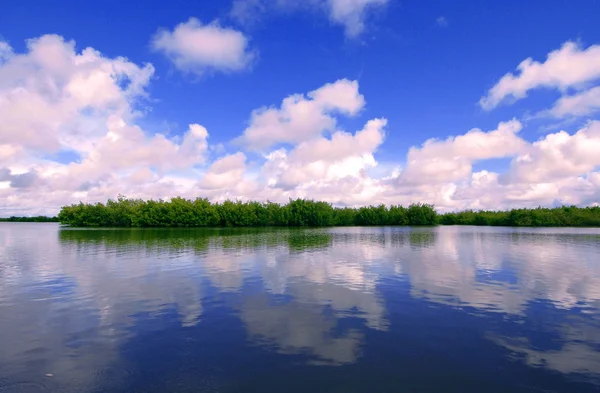 Mangroves in Casamance, Senegal, Africa — Stok Foto