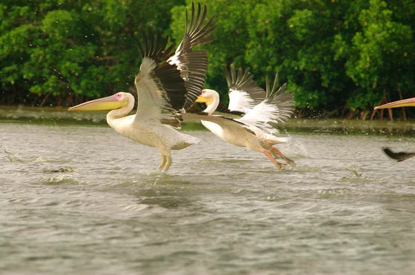 Фото пеликанов, захваченных в Сенегале — стоковое фото