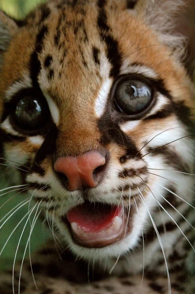 S içinde yaşayan leopar veya cüce leopar (Leopardus pardalis) — Stok fotoğraf