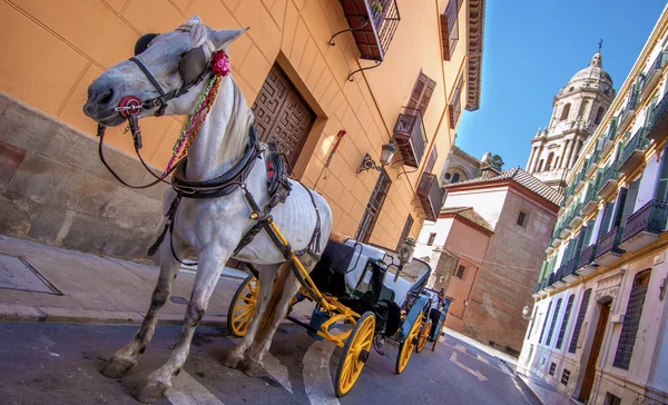 Horse and carriage in the city streets in Malaga, Spain — Stock Image Horse and carriage in the city streets in Malaga, Spain Stock Photo