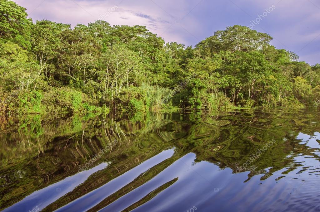 River in the Amazon Rainforest, Peru, South America — Stock Photo © klublub 62902695