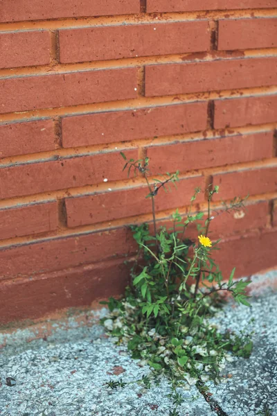 Weed growing through crack in pavement — Stock Photo, Image