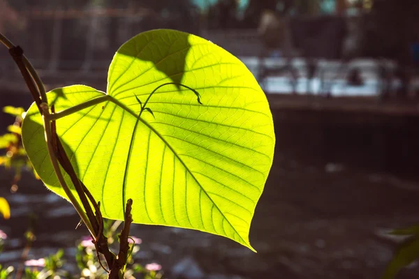 Heart leaf on tree at the temple