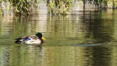 Mallard Erkek su temizleme ve sıçratma (Anas platyrhynchos )