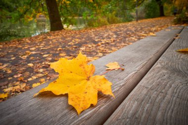 Sonbahar sezonunda Almanya 'nın Furth kentinde park