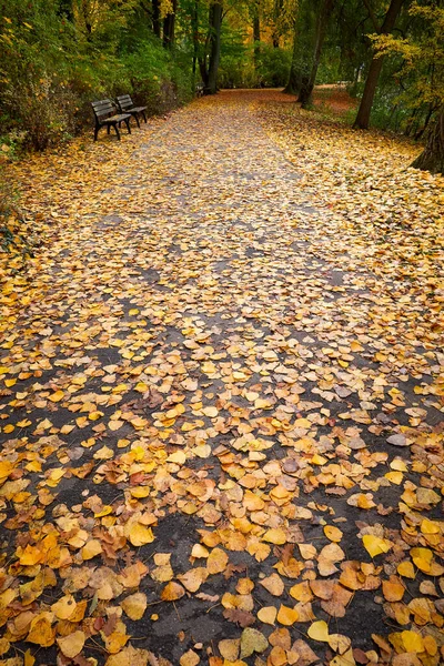 Sonbahar Sezonunda Almanya Nın Furth Kentinde Park — Stok fotoğraf