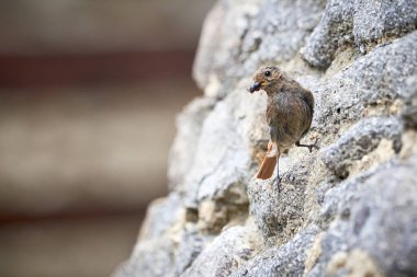 Gagasında meyveler olan siyah kızıl saçlı dişi kuş (Phoenicurus ochruros)