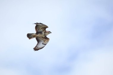 Uçan Şahin (Buteo Buteo )