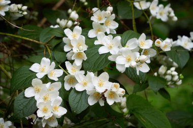 Bahçedeki güzel yasemin çiçekleri