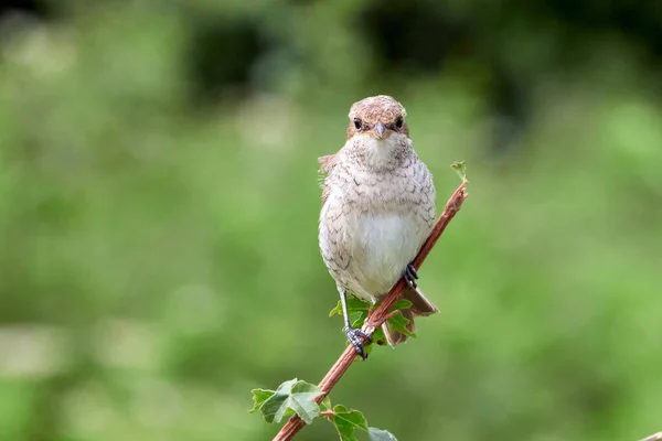 Pie Grièche Dos Roux Lanius Collurio Femelle Assise Sur Une — Photo