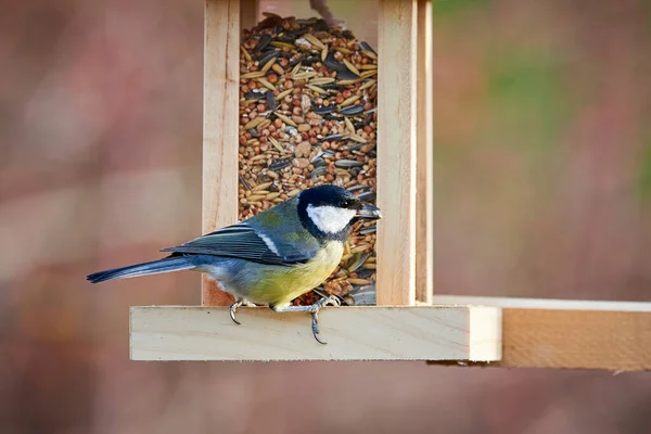 Great Tit Bird Parus Major Eating Seeds Bird Feeder — Stok fotoğraf