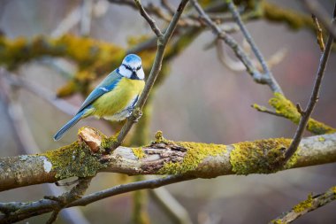 Eurasian blue tit bird ( Cyanistes caeruleus ) sitting on a branch in winter season