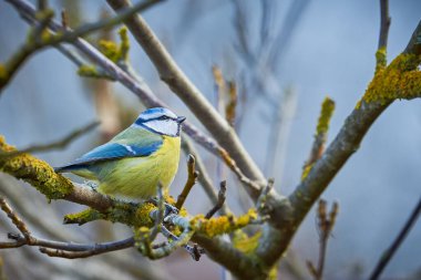 Eurasian blue tit bird ( Cyanistes caeruleus ) sitting on a branch in winter season