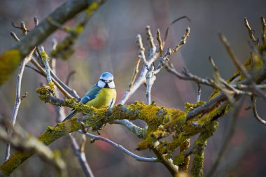 Eurasian blue tit bird ( Cyanistes caeruleus ) sitting on a branch with seed in his beak