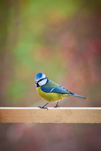 Eurasian Blue Tit Bird Cyanistes Caeruleus Winter Season — Stockfoto
