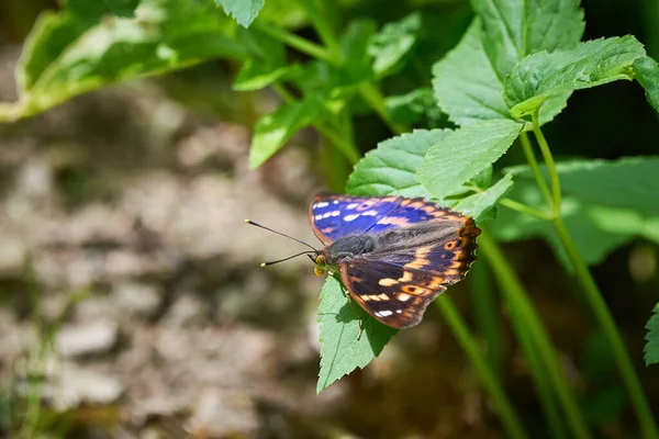 Lesser Purple Emperor Butterfly Apatura Ilia — Stock Photo, Image