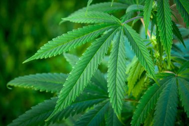 Kenevir bitkisi, marihuana çalısı.