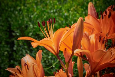 Kraliyet zambağı çiçeği (Lilium regale )