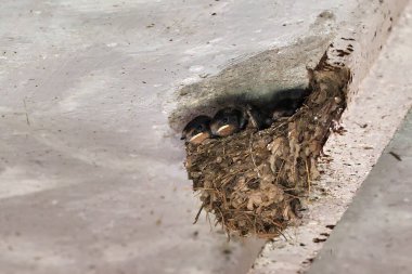Yuvadaki yavruları (Hirundo Rustica) Barn Swallow besliyor