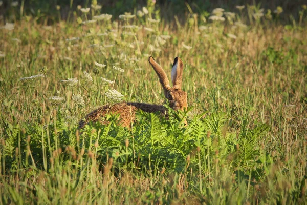 Hare Προσπαθεί Κρυφτεί Στο Γρασίδι Lepus Europaeus — Φωτογραφία Αρχείου