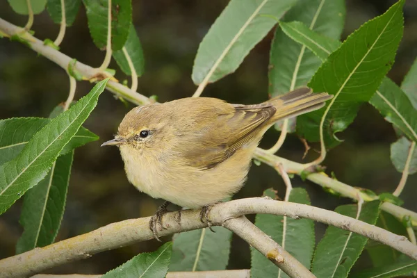 Common Chiffchaff Leaf Warbler Phylloscopus Collybita Bird Close — 스톡 사진