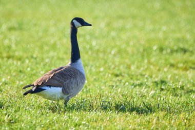 Kanada Kaz Sahada (Branta Canadensis) Veitsbronn, Almanya