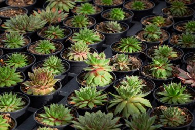 Seradaki küçük kaktüsler