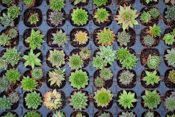 Cactuses Kecil Rumah Kaca — Stok Foto