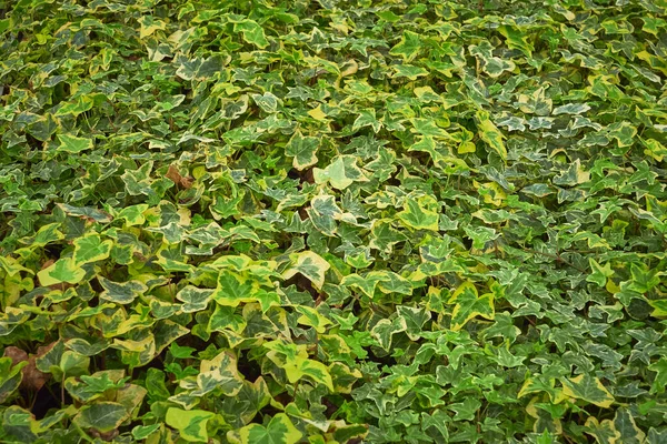 Hojas Comunes Hiedra Hedera Helix Hojas Amarillas — Foto de Stock