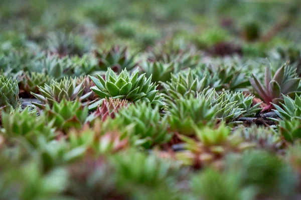 Cactuses Kecil Rumah Kaca Foto Close — Stok Foto