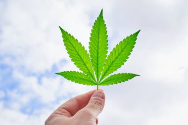 Bir adam elinde kenevir yaprağıyla mavi gökyüzüne doğru beyaz bulutlar, bitki yakın plan, marihuana