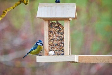 Eurasian blue tit bird ( Cyanistes caeruleus ) eating seeds from a bird feeder
