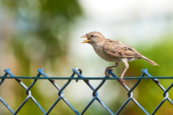 Hussparv Kvinnlig Fågel Sång Passer Domesticus — Stockfoto