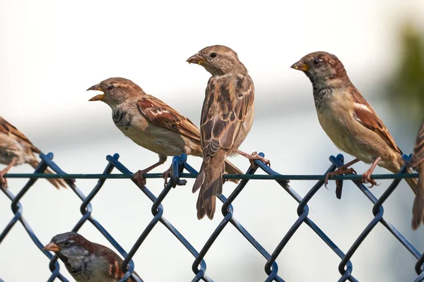 Dom Wróbel Samica Śpiew Ptaka Passer Domesticus — Zdjęcie stockowe