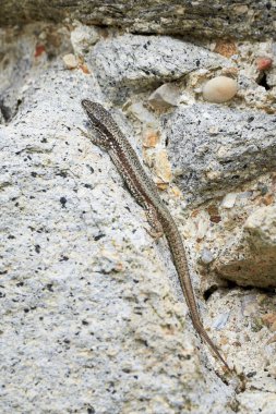 Yaygın duvar kertenkelesi kaya tırmanışı (Podarcis Muralis)