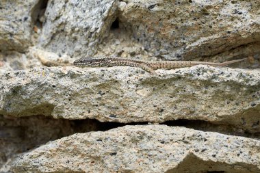 Genel duvar kertenkelesi güneş banyosu (Podarcis Muralis)
