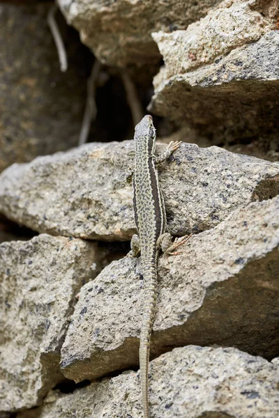 Közönséges Fali Gyík Mászó Sziklák Podarcis Muralis — Stock Fotó