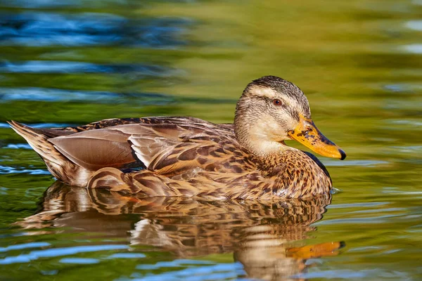 Mallard Fêmea Closeup Anas Platyrhynchos — Fotografia de Stock