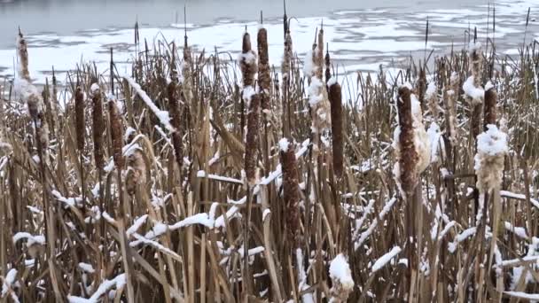 Cattail Planta Cubierta Nieve Typha Planta — Vídeo de stock