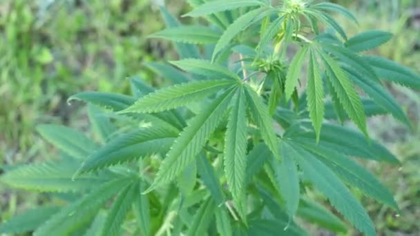 大麻植物のクローズアップ マリファナブッシュの映像 — ストック動画