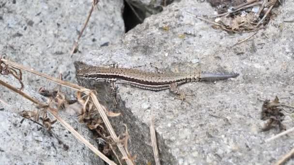 Lucertola Murale Comune Con Coda Rigenerata Podarcis Muralis — Video Stock