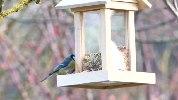 Eurasien Bleu Nichon Oiseau Cyanistes Caeruleus Manger Des Graines Mangeur — Video