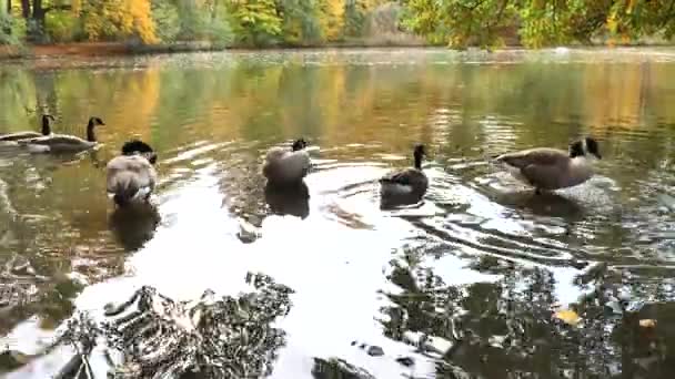 Canada Geese Preening Central Park Pond Furth Germany — Stock Video