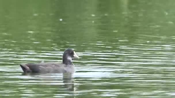 Eurasian Coot Juvenil Preening Uma Lagoa Fulica Atra Pássaro Aquático — Vídeo de Stock