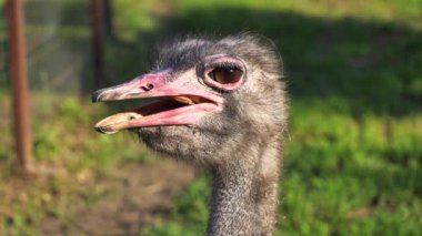 Devekuşu (Struth io camelus) Baş yakın plan