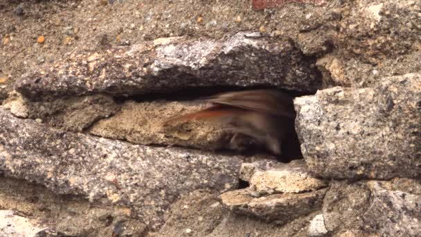 Raifort Noir Oiseau Femelle Avec Insecte Dans Son Bec Entrant — Video