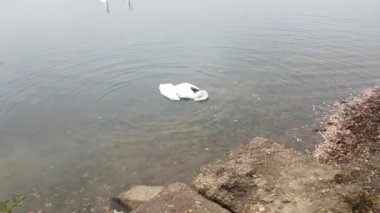 Dilsiz Kuğu ölüyor. Yaşamın son saniyeleri. )