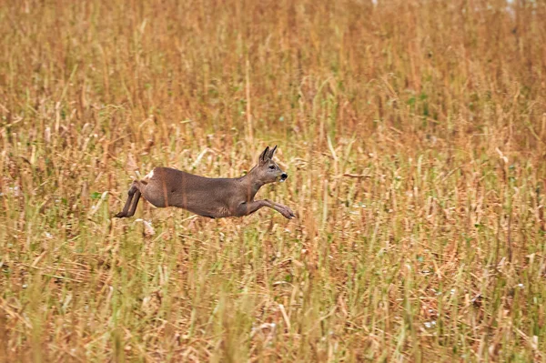 Roe deer female running on field ( Capreolus capreolus ). European roe